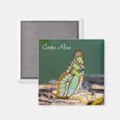 Aimant Costa Rica - papillon malachite (Recto/Verso)
