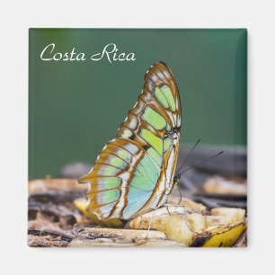 Aimant Costa Rica - papillon malachite