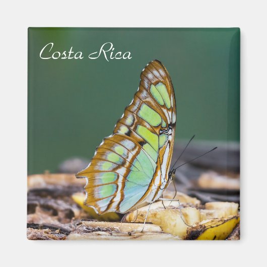 Aimant Costa Rica - papillon malachite (Devant)
