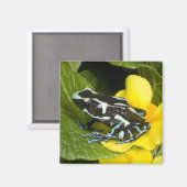 Aimant Costa Rica, péninsule d'Osa (Recto/Verso)