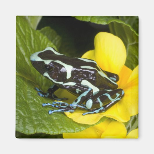 Aimant Costa Rica, péninsule d'Osa (Devant)