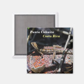 Aimant Costa Rica, Punta Cahuita - Basilisque femelle Liz (Recto/Verso)