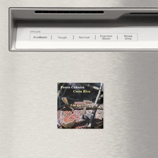 Aimant Costa Rica, Punta Cahuita - Basilisque femelle Liz (In Situ (Lave-vaisselle))