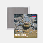 Aimant Costa Rica, Tortuguero - Crocodile agressif (Recto/Verso)