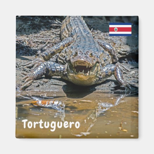 Aimant Costa Rica, Tortuguero - Crocodile agressif (Devant)