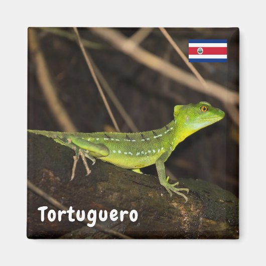 Aimant Costa Rica, Tortuguero - Emerald Basilisk Lizard (Devant)