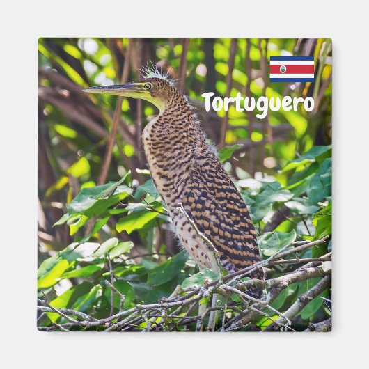 Aimant Costa Rica, Tortuguero - Heron (Devant)