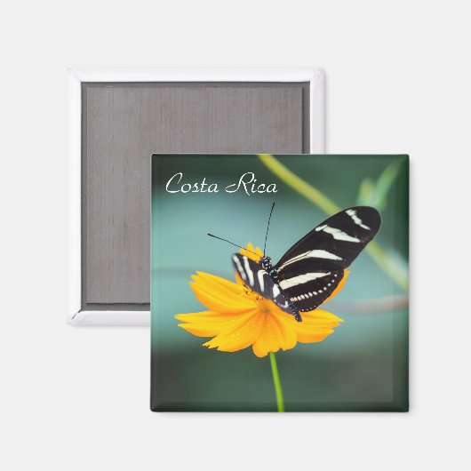 Aimant Costa Rica - Zebra Longwing Butterfly (Recto/Verso)