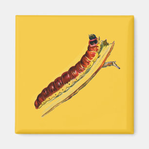 Aimant Cosus cossus caterpillar