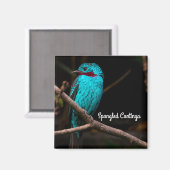 Aimant Cotinga épangée (Recto/Verso)