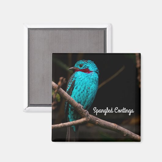 Aimant Cotinga épangée (Recto/Verso)