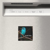 Aimant Cotinga épangée (In Situ (Lave-vaisselle))