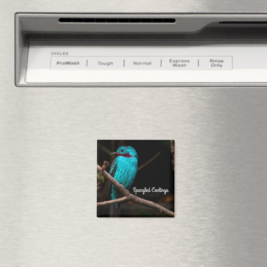 Aimant Cotinga épangée (In Situ (Lave-vaisselle))