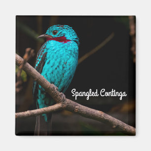 Aimant Cotinga épangée