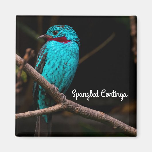 Aimant Cotinga épangée (Devant)