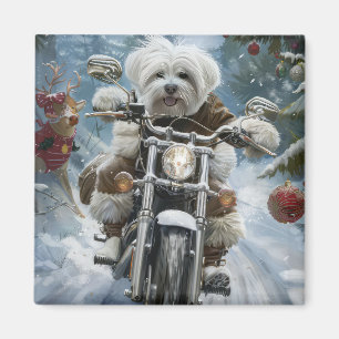 Aimant Coton De Tulear Chien équitation Moto Noël