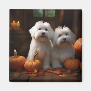 Aimant Coton De Tulear Chiot Automne Citrouille délice