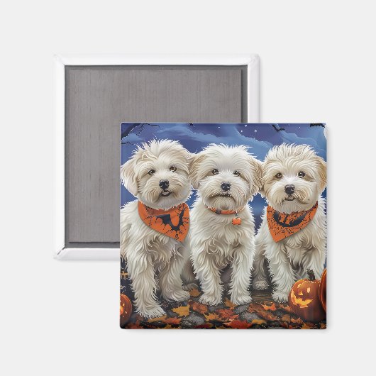 Aimant Coton De Tulear Halloween Éffrayant (Recto/Verso)