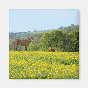Aimant Cotswolds, R-U
