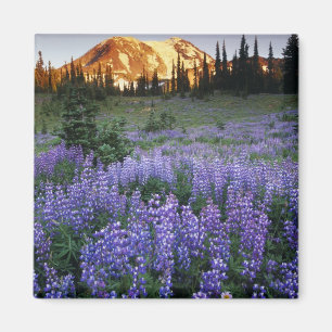 Aimant Coucher de soleil sur le mont Adams et une prairie