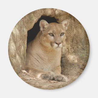 Aimant Cougar 011