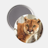 Aimant Cougar Photo Peinture (Recto/Verso)