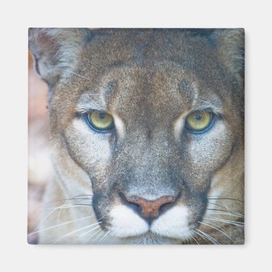 Aimant Cougar, puma, panthère de Floride, Puma (Devant)