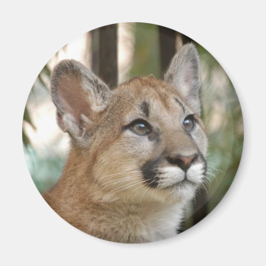 Aimant cougarCub5-10x10 (Devant)