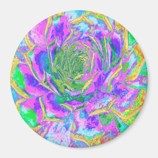 Aimant Couleurs arc-en-ciel Fiesta Succulent Sedum Rosett (Devant)