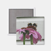 Aimant couple de bourdons sur coneflower (Recto/Verso)