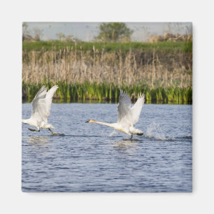 Aimant Couple de cygnes de la toundra décolle pour
