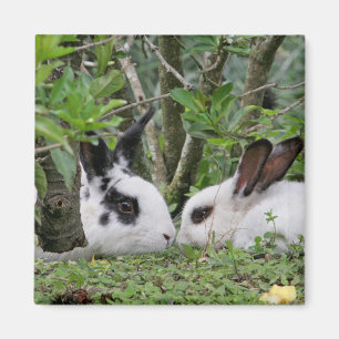 Aimant Couples de lapin
