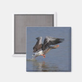 Aimant Courir Greylag Goose (Recto/Verso)
