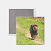 Aimant Courir heureux Dachshund Puppy (Recto/Verso)