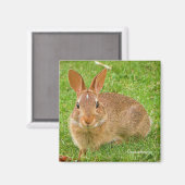 Aimant Couteau Bunny Chewing Greens sur le Golf Fairway (Recto/Verso)