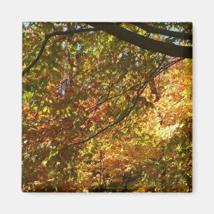 Aimant Couvert de feuilles d'automne I Nature jaune d'aut