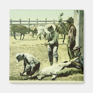 Aimant Cowboys américains stigmatisant un veau, c.1900