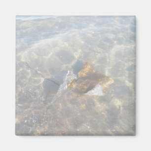 Aimant Cownose Stingray OBX Series