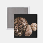 Aimant Cowrie Cones (Recto/Verso)