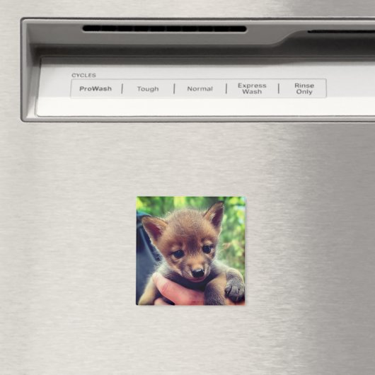 Aimant Coyote Cub (In Situ (Lave-vaisselle))