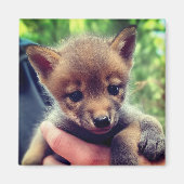 Aimant Coyote Cub (Devant)