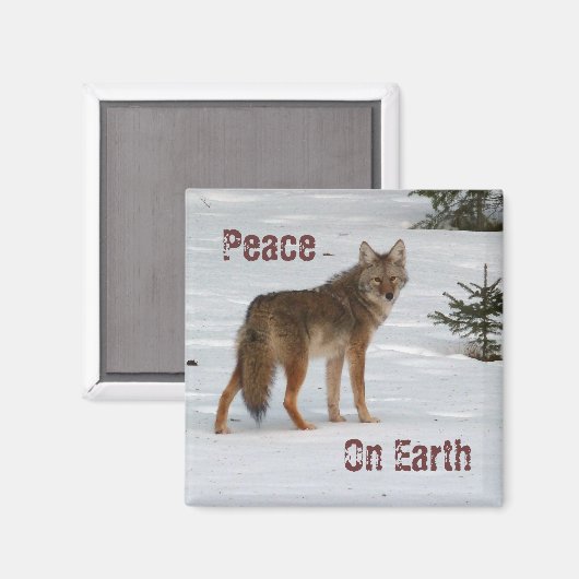 Aimant Coyote dans l'aimant de neige (Recto/Verso)