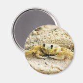 Aimant Crabe de sable, Curaçao, îles des Caraïbes, photo (Recto/Verso)