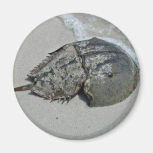 Aimant Crabe en fer à cheval - mâle