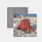 Aimant Crabe hermite (Recto/Verso)