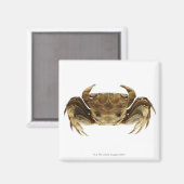 Aimant Crabe sur arrière - plan blanc (Recto/Verso)