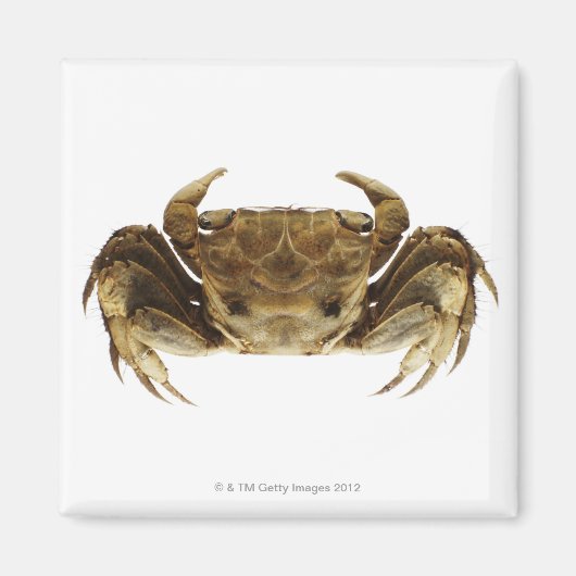 Aimant Crabe sur arrière - plan blanc (Devant)