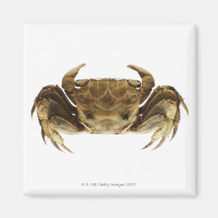 Aimant Crabe sur l'arrière - plan blanc