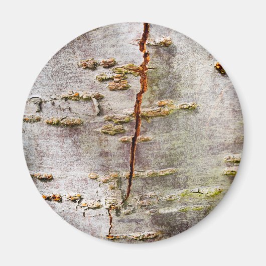 Aimant Cracked Birch (Devant)