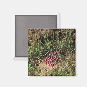 Aimant Cranberry Farm, Long Beach, Washington (Recto/Verso)